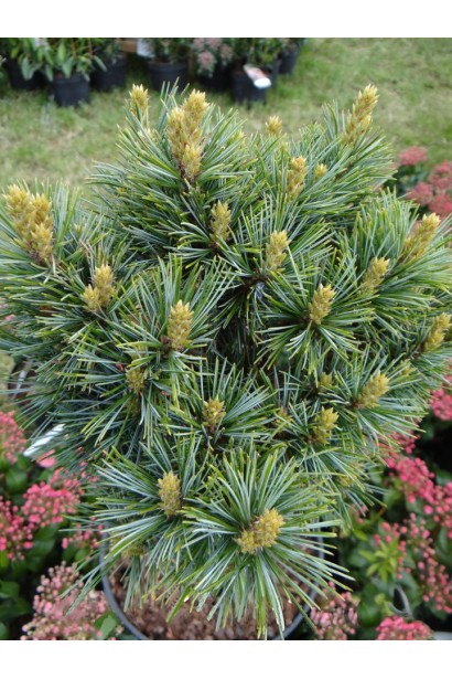 Сосна корейська ’Blue Ball’